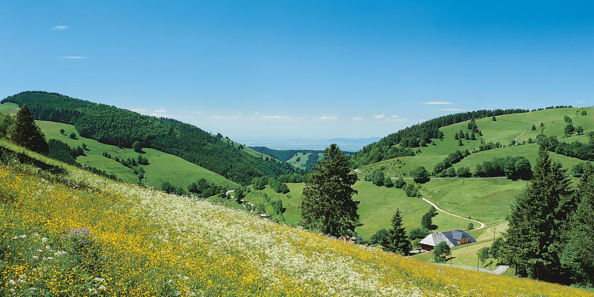 stage_green_schwarzwald.jpg